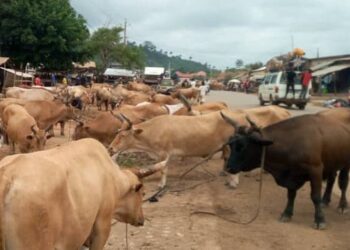 Pénurie de viande à Conakry: une concertation échouée entre les autorités et les acteurs de la filière bovine