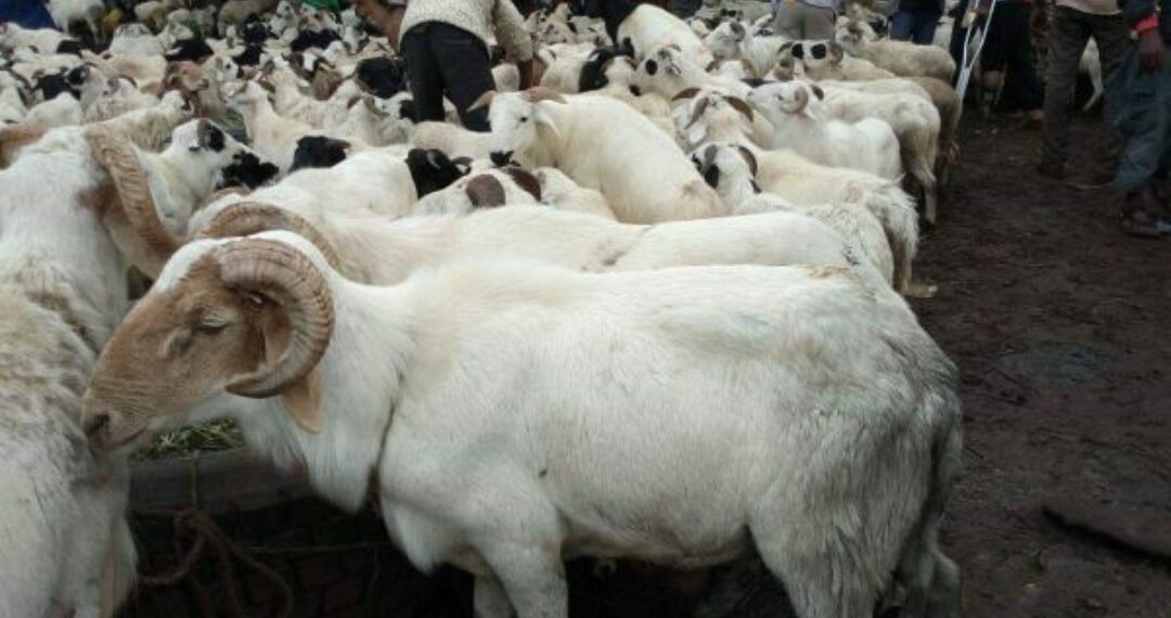 Tabaski 2026 : le gouvernement guinéen lance une vente subventionnée de moutons à prix réduit