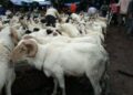 Tabaski 2026 : le gouvernement guinéen lance une vente subventionnée de moutons à prix réduit