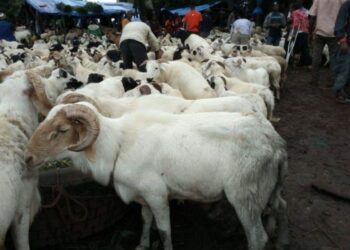 Tabaski 2026 : le gouvernement guinéen lance une vente subventionnée de moutons à prix réduit