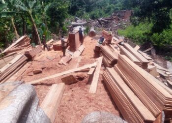 Guinée : le gouvernement décrète trois mois de repos biologique dans la filière bois et suspend toutes les activités jusqu’au 30 septembre