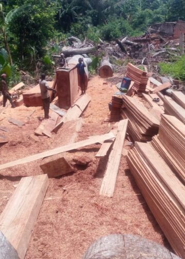Guinée : le gouvernement décrète trois mois de repos biologique dans la filière bois et suspend toutes les activités jusqu’au 30 septembre