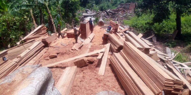 Guinée : le gouvernement décrète trois mois de repos biologique dans la filière bois et suspend toutes les activités jusqu’au 30 septembre