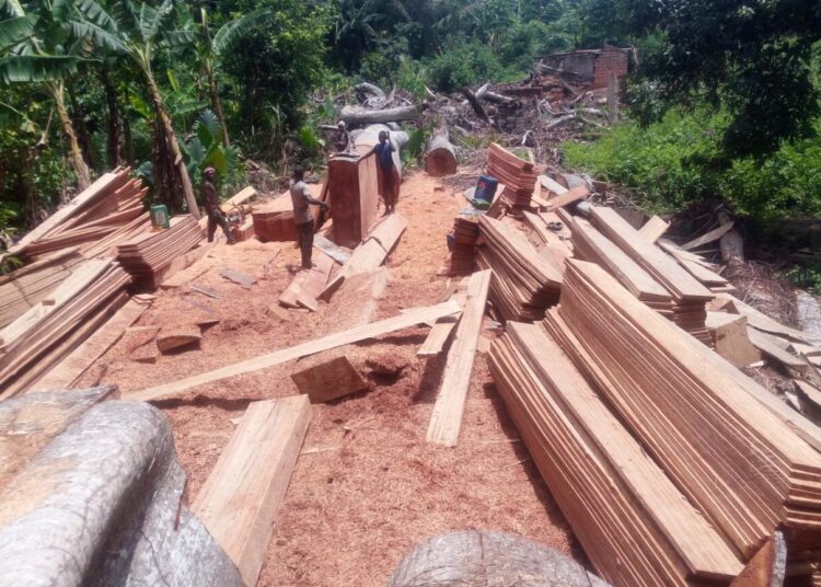 Guinée : le gouvernement décrète trois mois de repos biologique dans la filière bois et suspend toutes les activités jusqu’au 30 septembre