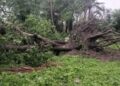 Boffa : une mère et ses deux enfants tués dans l’effondrement de leur maison après la chute d’un fromager